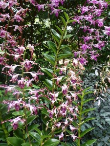 Resituate Singapore Orchid19