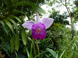 Resituate Singapore Orchid34