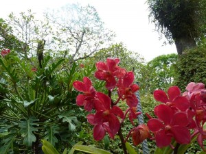 Resituate Singapore Orchid36