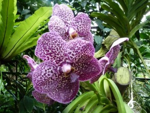 Resituate Singapore Orchid42