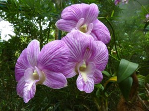 Resituate Singapore Orchid53