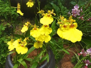 Resituate Singapore Orchid56