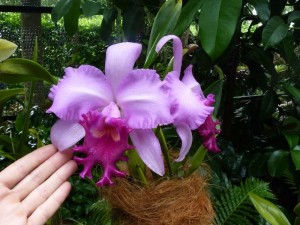 Resituate Singapore Orchid63